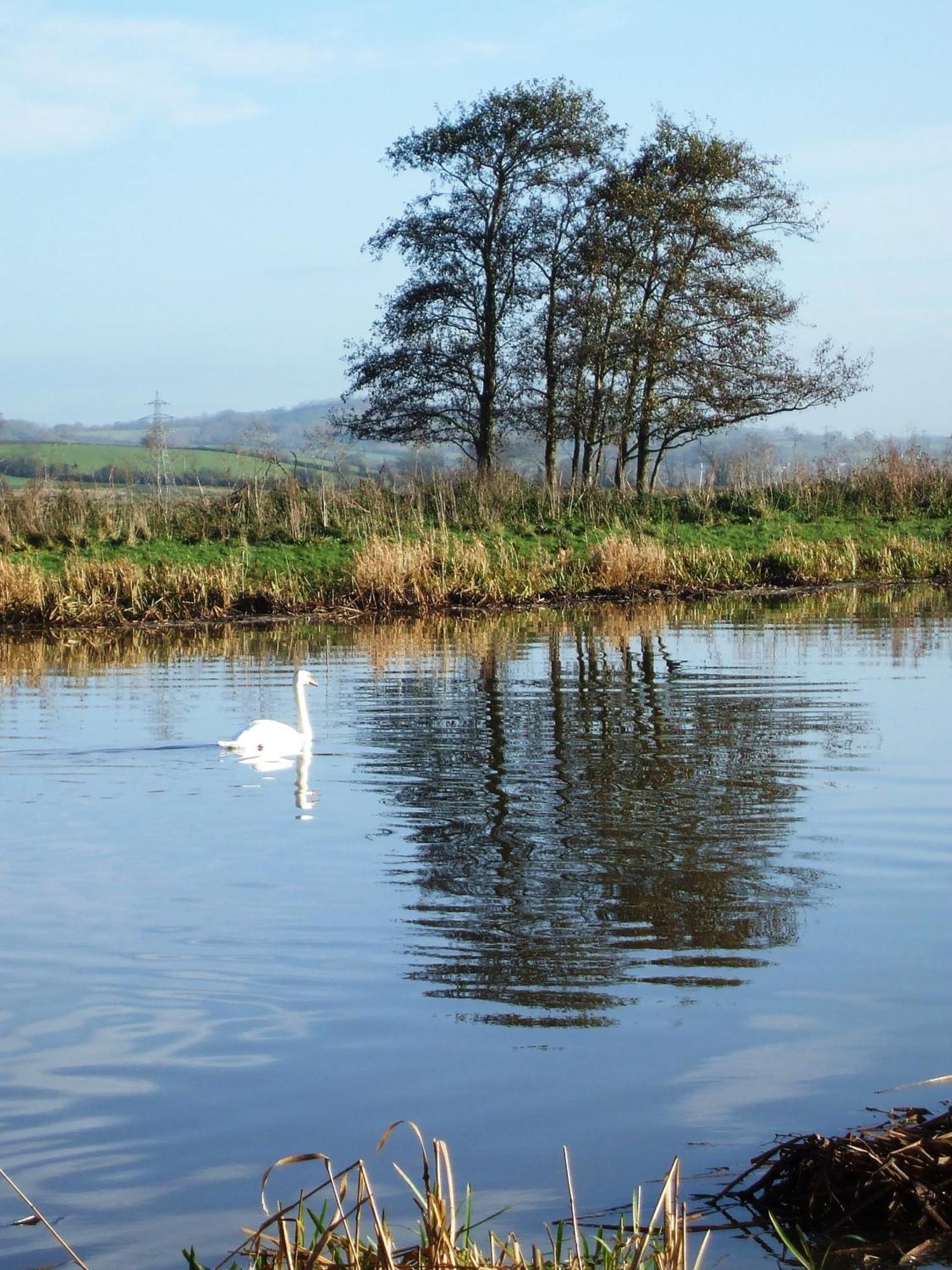The Bower Inn Bridgwater Dış mekan fotoğraf Swans on the River Wye